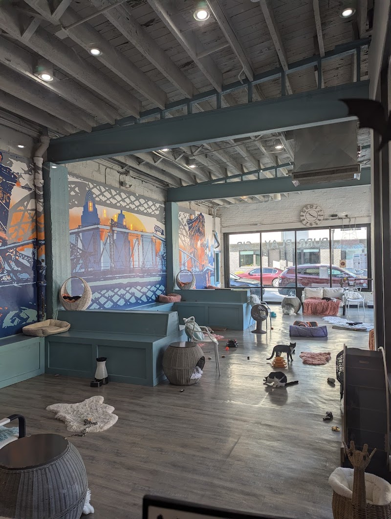 Purrfect Day Cat Café photo 4