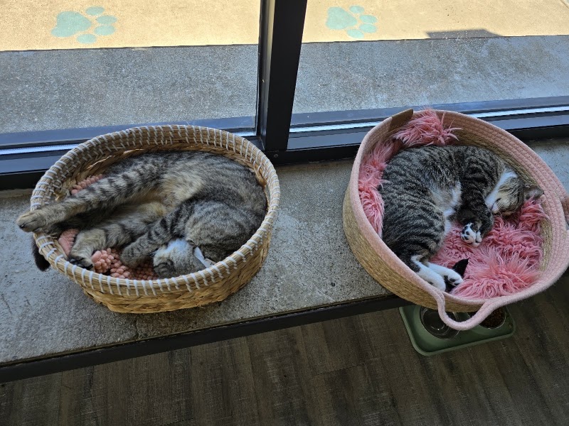 Purrfect Day Cat Café photo 2