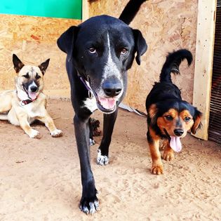 כלבלב על הגב - פנסיון פתוח וחווה שיקומית לכלבים