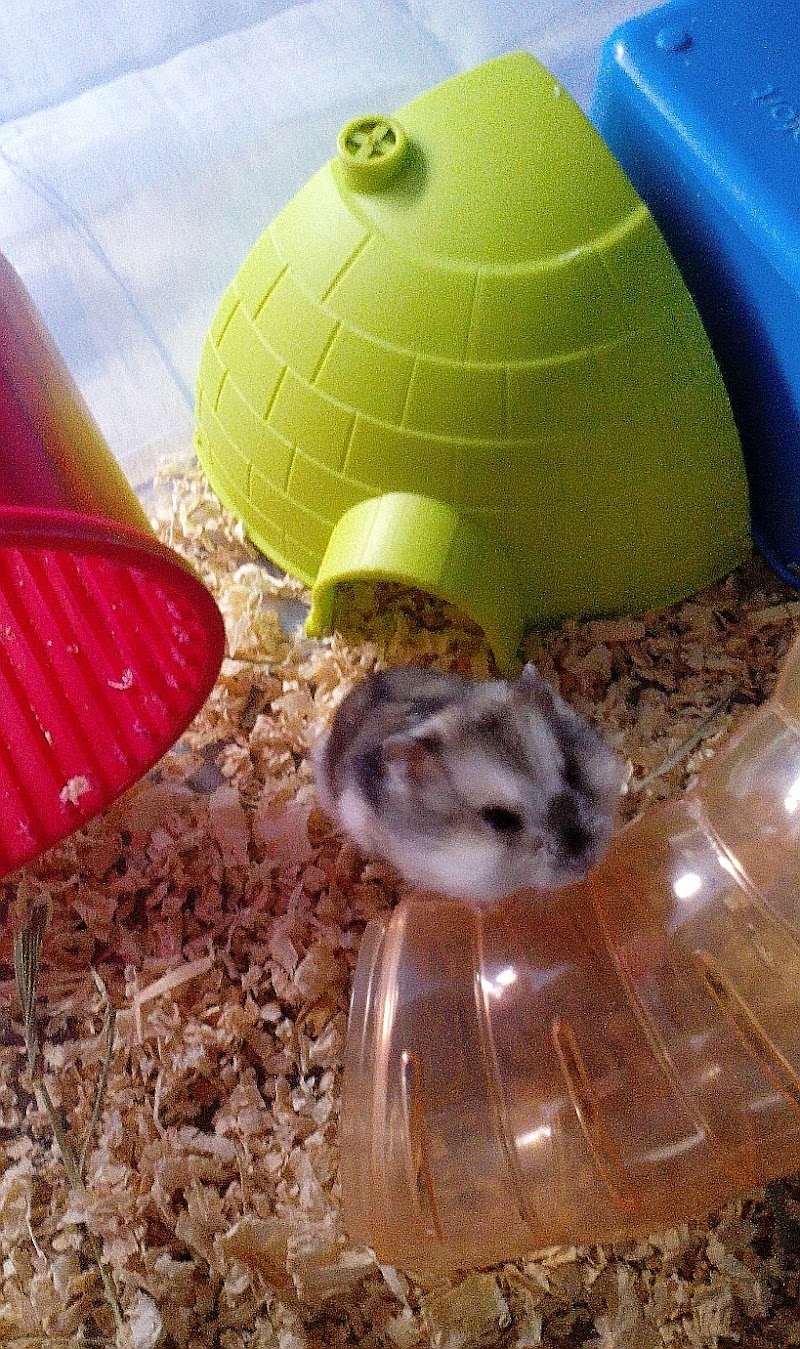 Veterinario 24 horas en Zafra