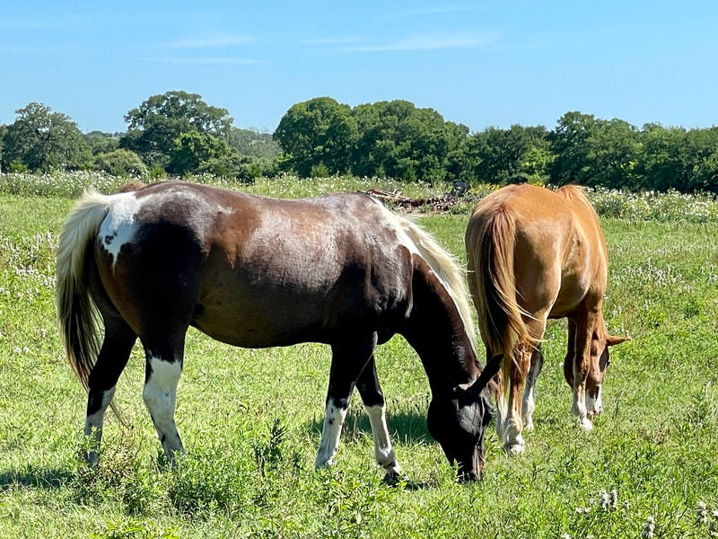 Texas Ranch Life - Photo 5