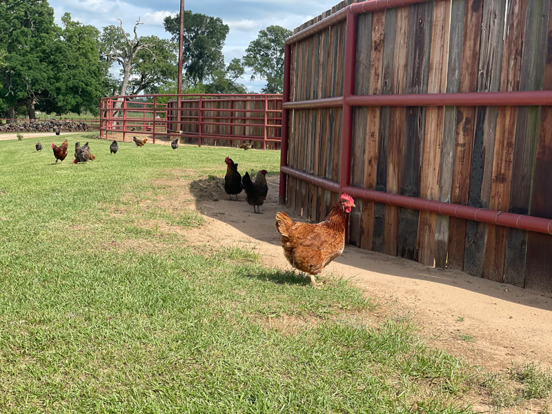 Texas Ranch Life - Photo 3