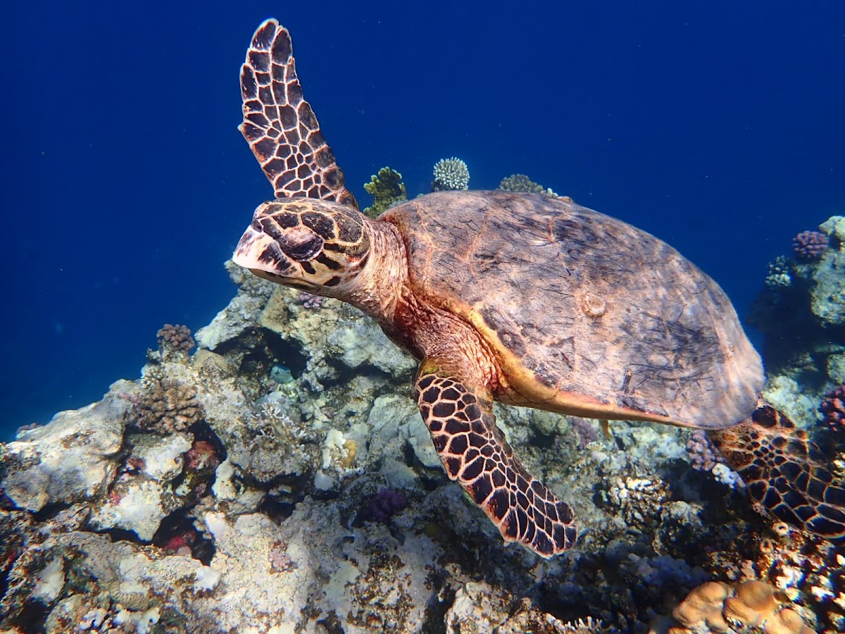 Pláž Marsa Mubarak