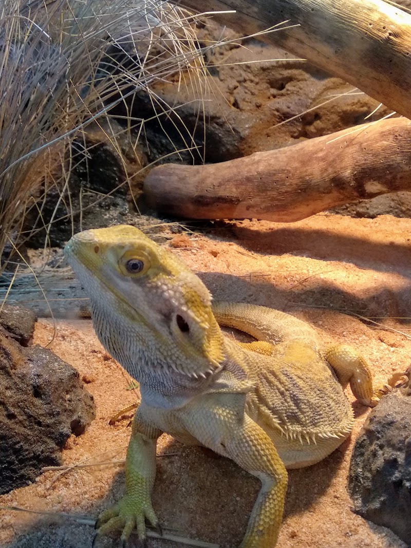 Dusty Lizard Brewing photo 7