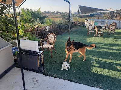 משק יחזקאל פנסיון ביתי לכלבים