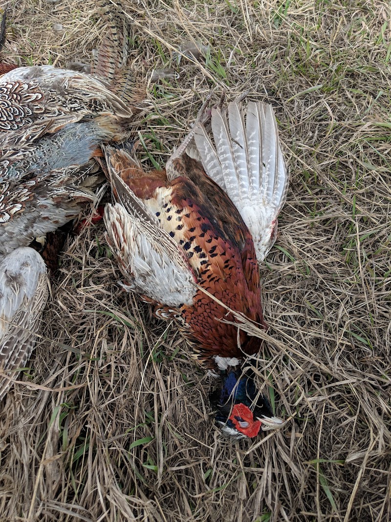 Mc Collum's Hunting Preserve - Photo 3