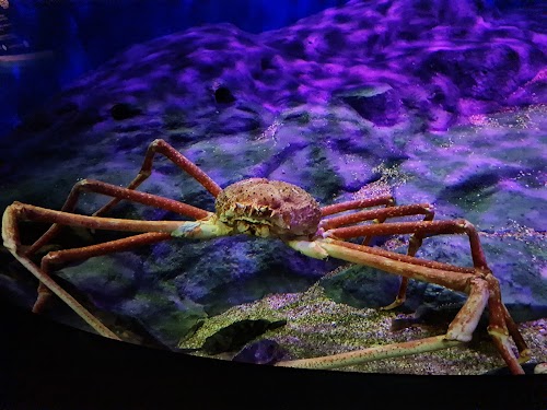 S.E.A. Aquarium