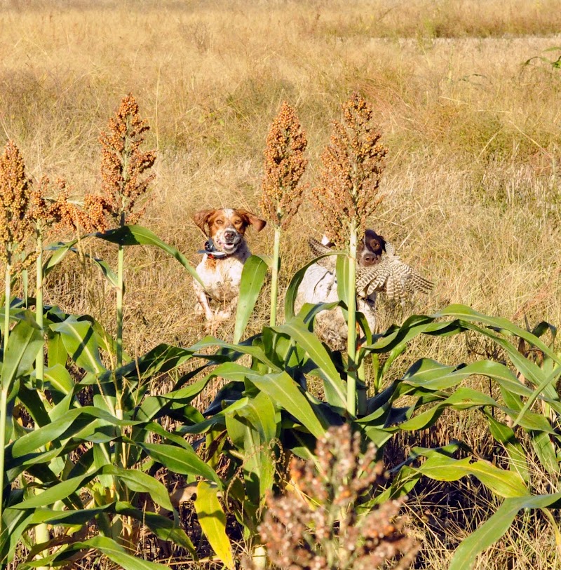Eckman Gamebird Farm & Hunting - Photo 3