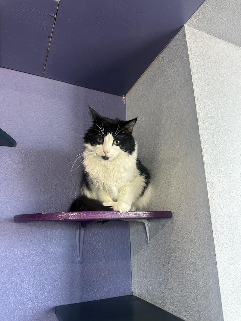 PHX Cat Cafe