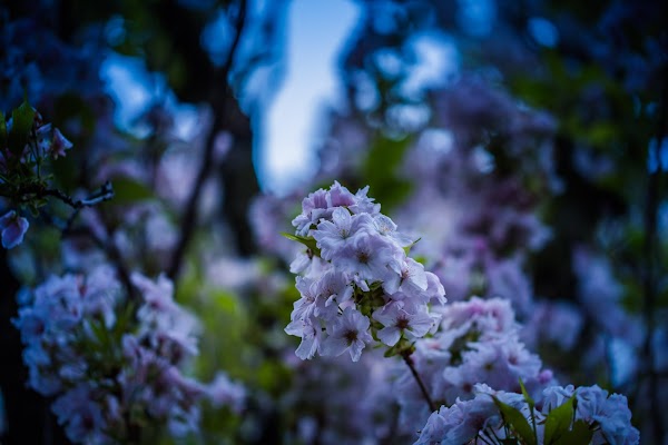 Top Cherry Blossom Destinations beyond Japan 2