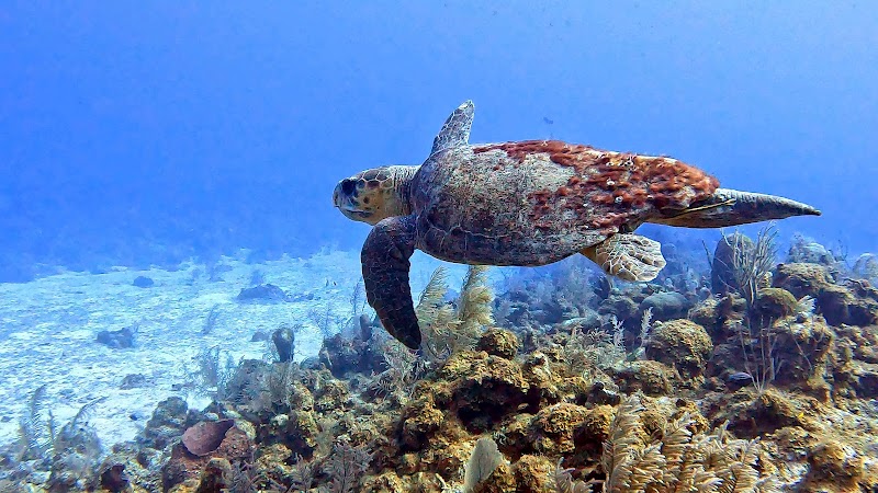 Off The Wall Divers photo 2