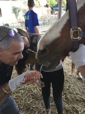 מרפאה וטרינרית בן שמן (לא בית החולים)