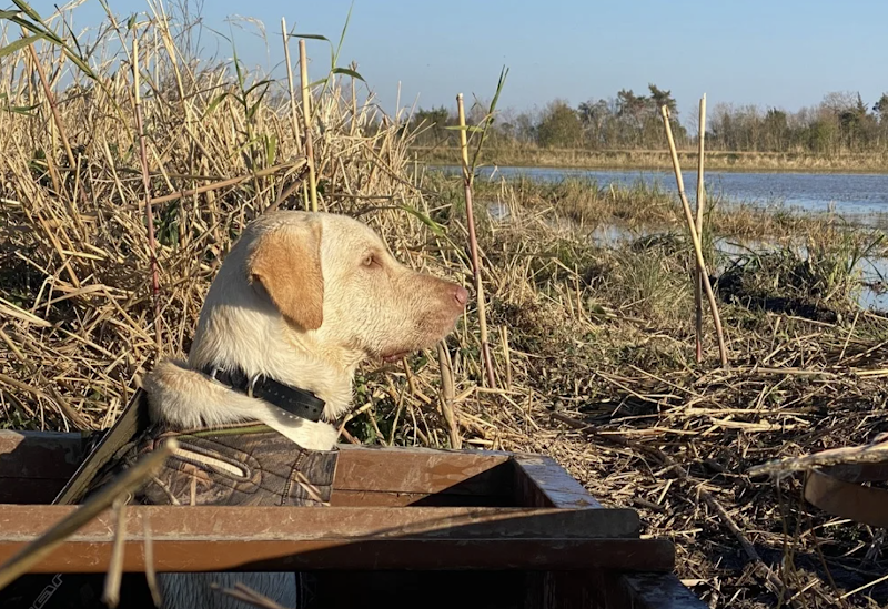 Pirogue Hunting and Fishing Lodge - Photo 4