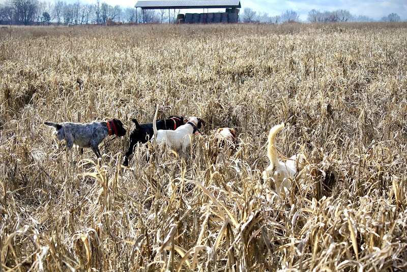 Circle T Farms Upland Hunting Preserve - Photo 2