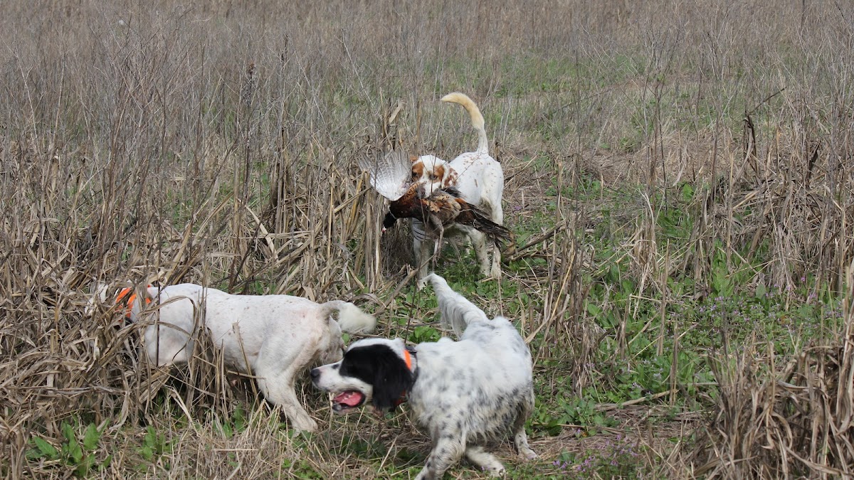 Circle T Farms Upland Hunting Preserve