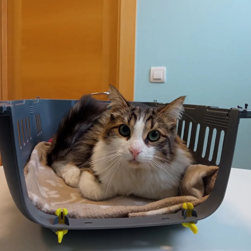 Centro Veterinario Siete Vidas