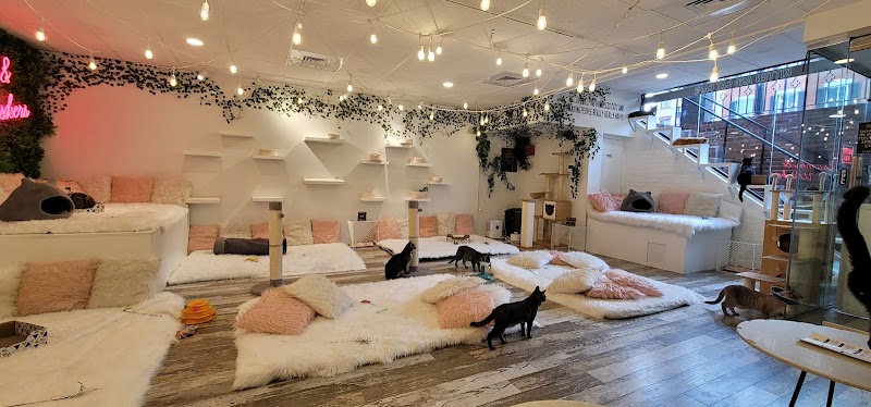 Crumbs & Whiskers D.C.