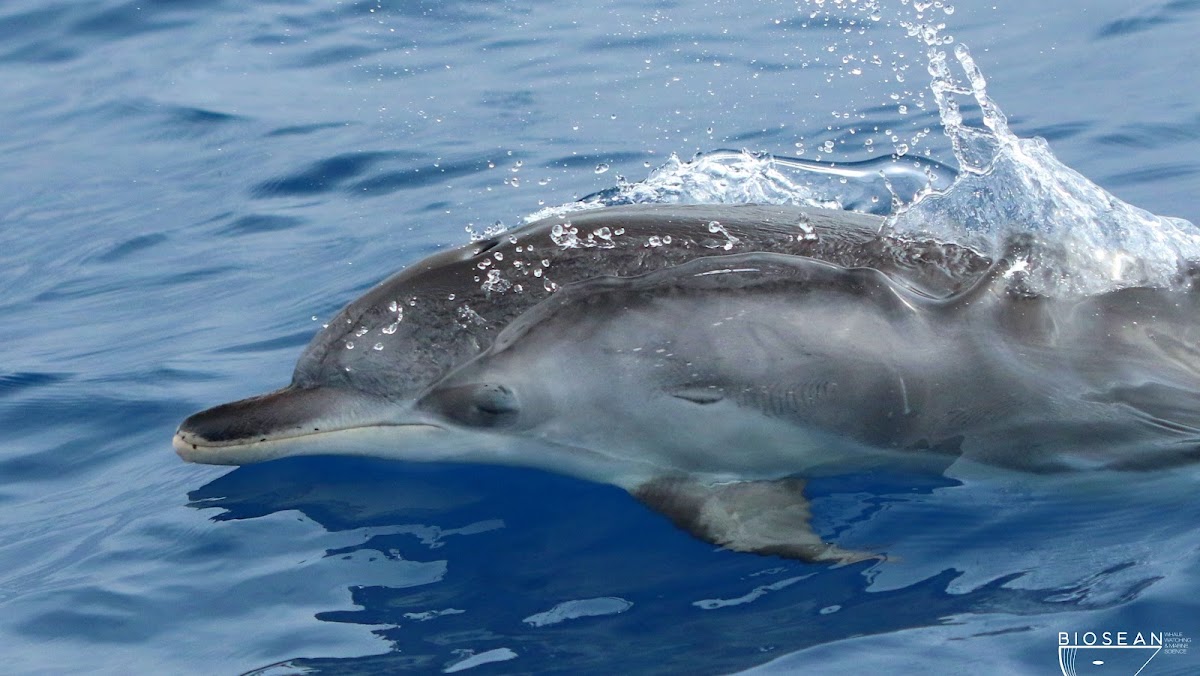 Dolphin Watching in Golf del Sur