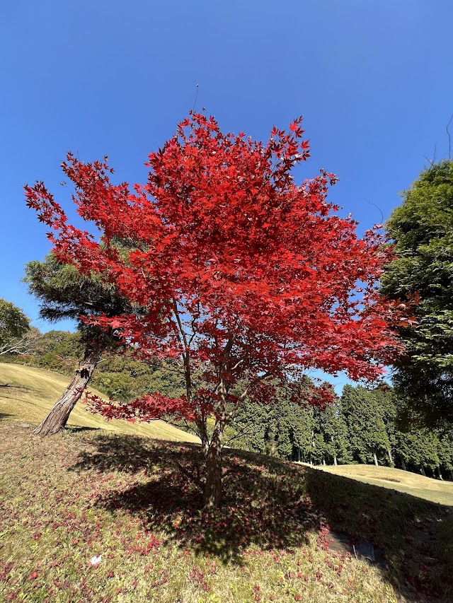 Yamato Country Club - Photo 9