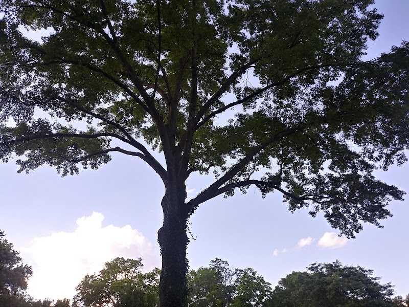 Elite Tree Service, Inc
