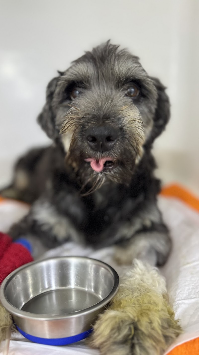 Clinica Veterinária Apaixonados Por Quatro Patas - Unidade São Conrado/Rocinha