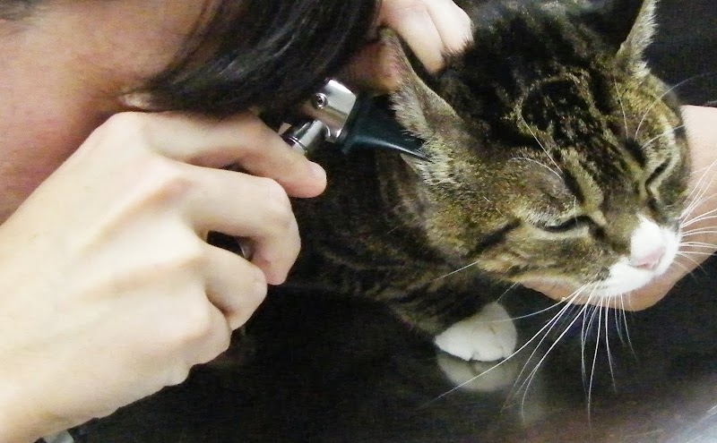 CLINICA VETERINARIA DIRUS