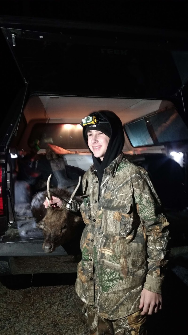 Guided Sika Deer MD & Black Bear Hunting - Photo 2