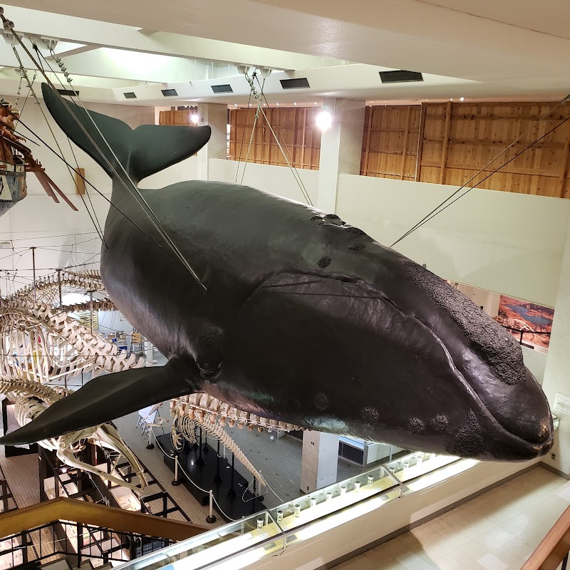 太地町立くじらの博物館