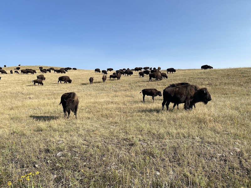 Buffalo Safari Jeep Tours - Photo 2
