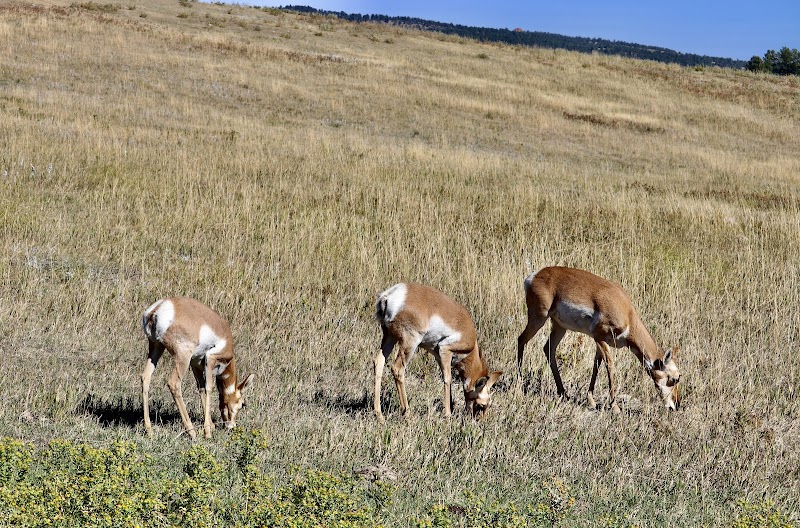 Buffalo Safari Jeep Tours - Photo 3