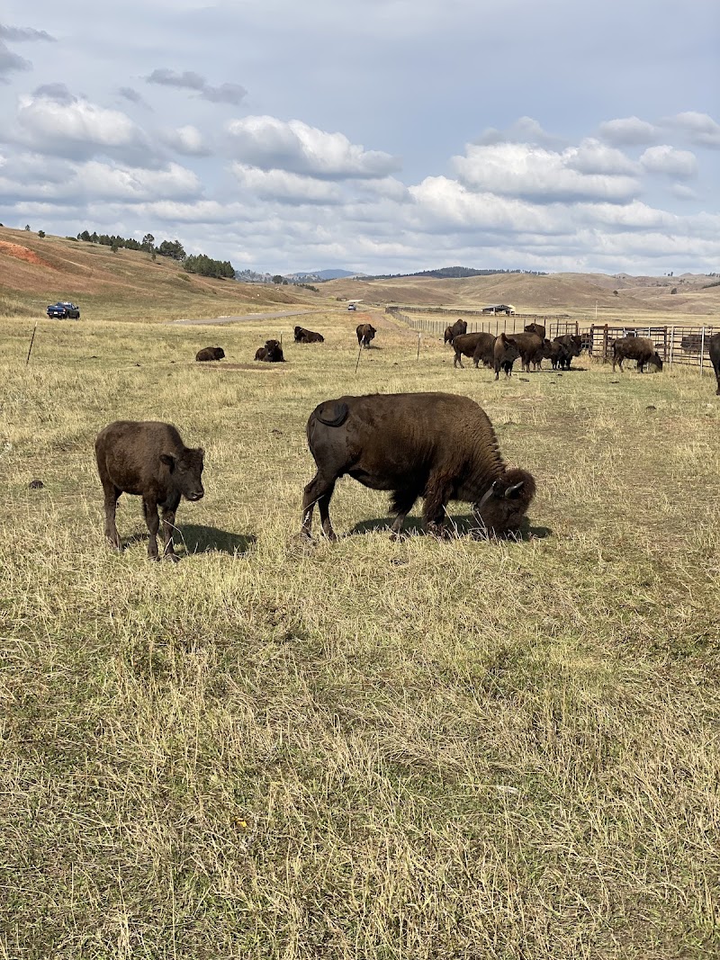 Buffalo Safari Jeep Tours - Photo 6