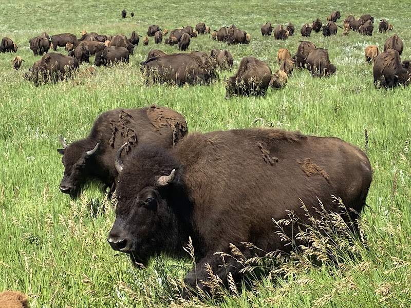Buffalo Safari Jeep Tours - Photo 1