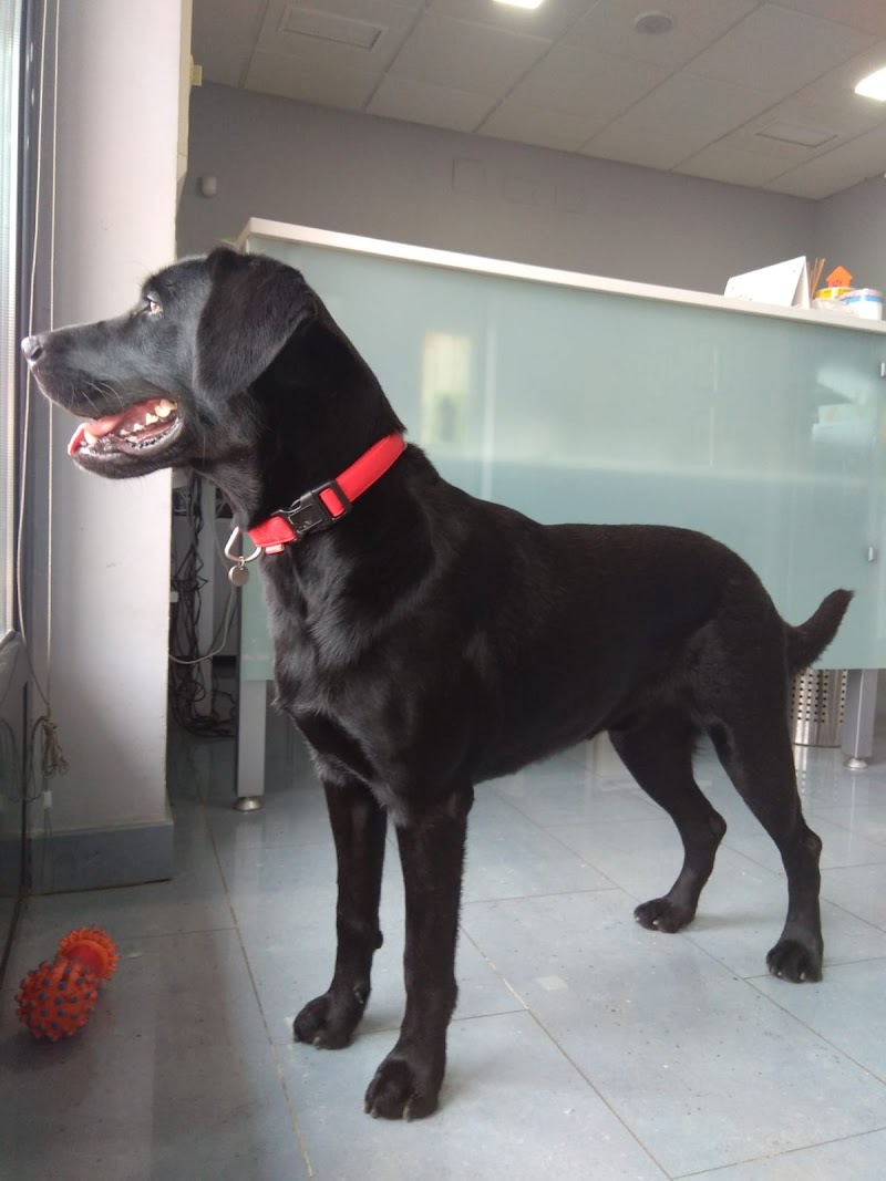 CLINICA VETERINARIA VIÑUALES