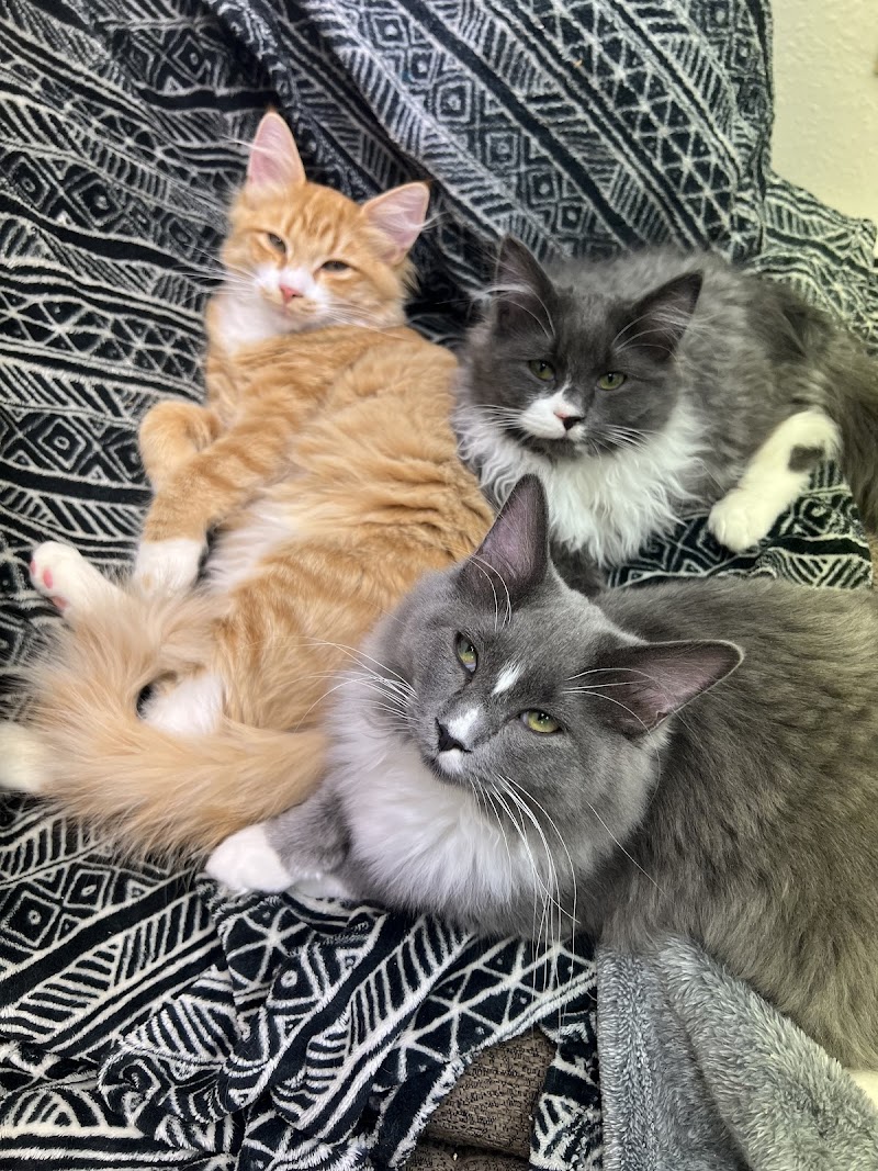 Crazy Cat Rescue Alaska