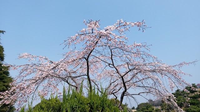 Uji Country Club - Photo 5