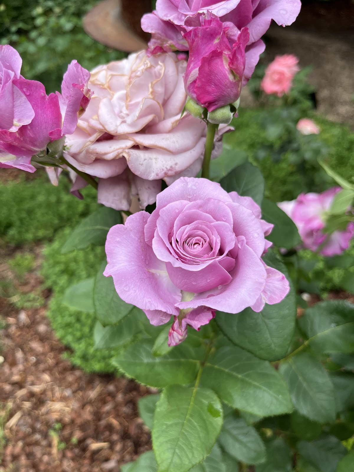 McGill Rose Garden: Google Places image 5