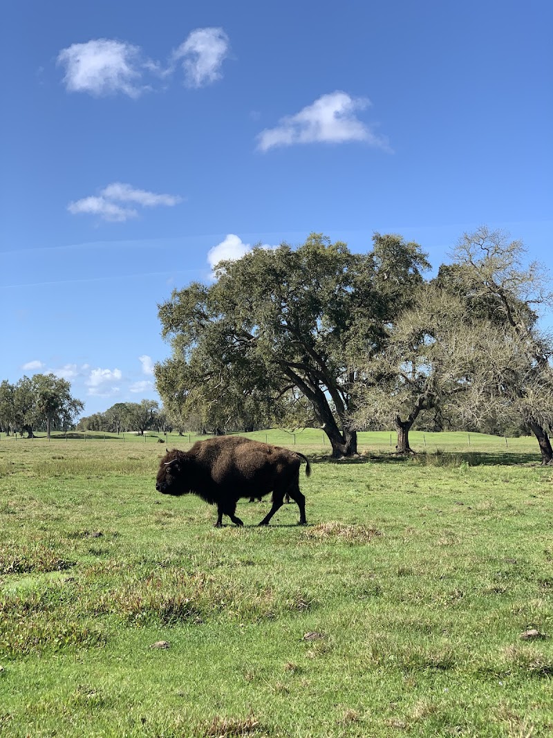 Westgate River Ranch Resort & Rodeo - Photo 4