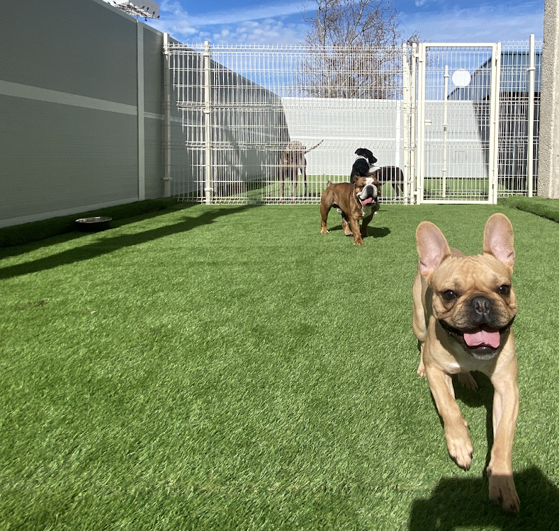 Vive Pets (San Sebastián de los Reyes) Hotel 24h, guardería y peluquería canina