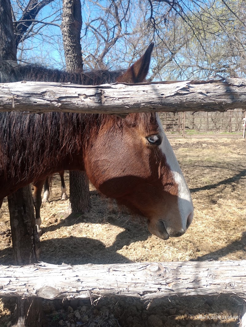 Honey Lee Ranch - Photo 4