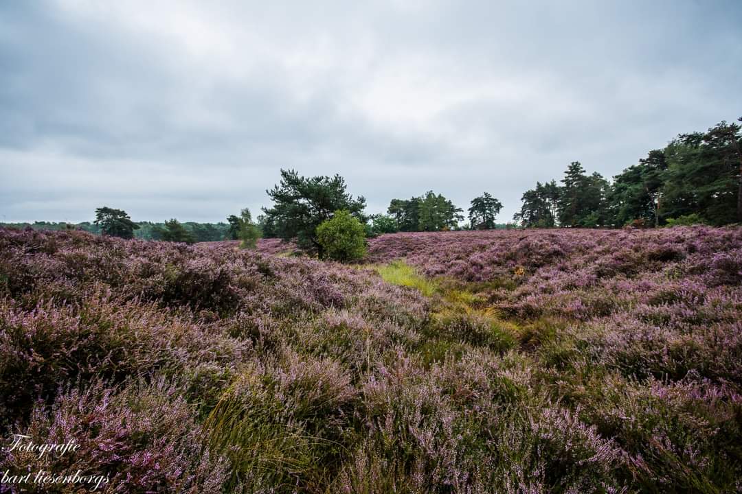 Natuurgebied De Teut