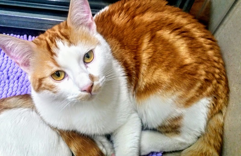 Clínica Veterinaria Zafra