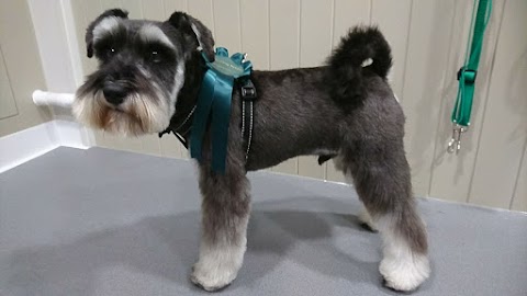 The Dog Room in Bristol