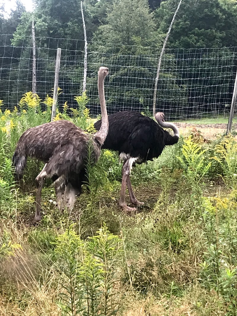 Adirondack Acres Game Farm - Photo 4