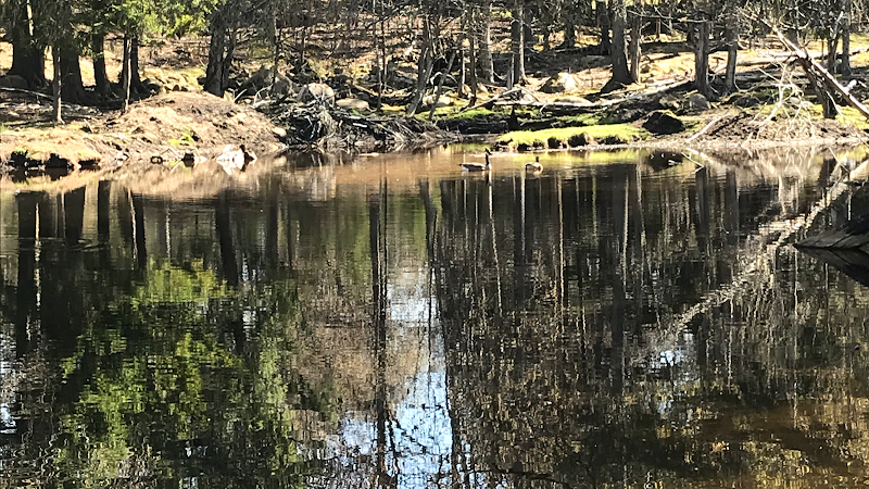 Adirondack Acres Game Farm - Photo 3