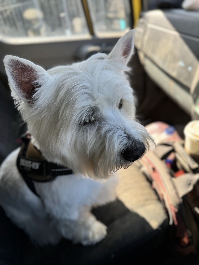 Joannes Dog & Cat Grooming Salon