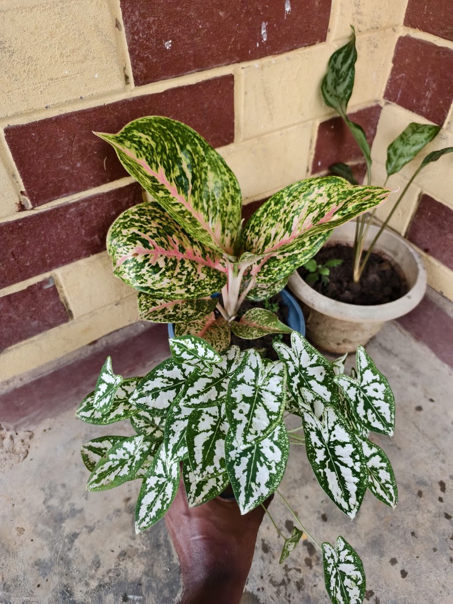 Shubhradip Sarkar's house photo 6