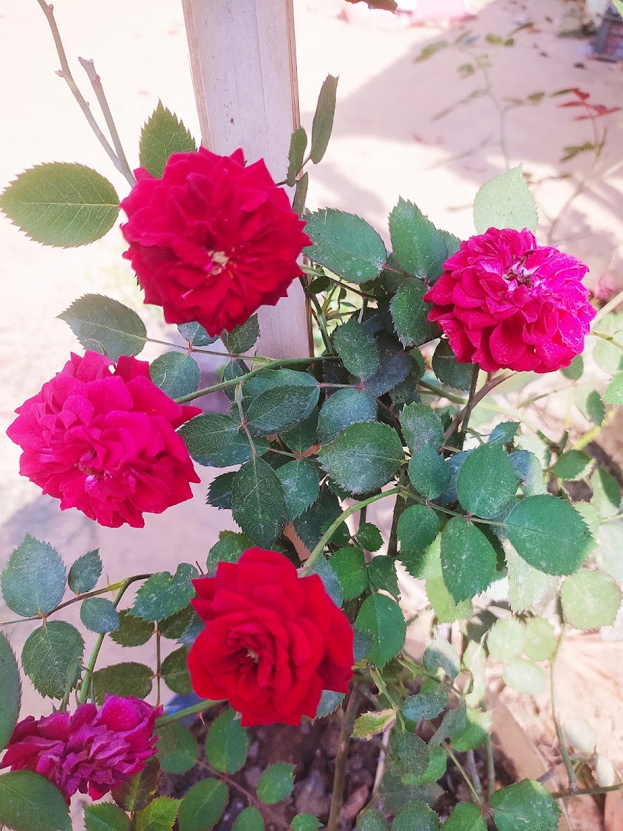 Shubhradip Sarkar's house photo 8