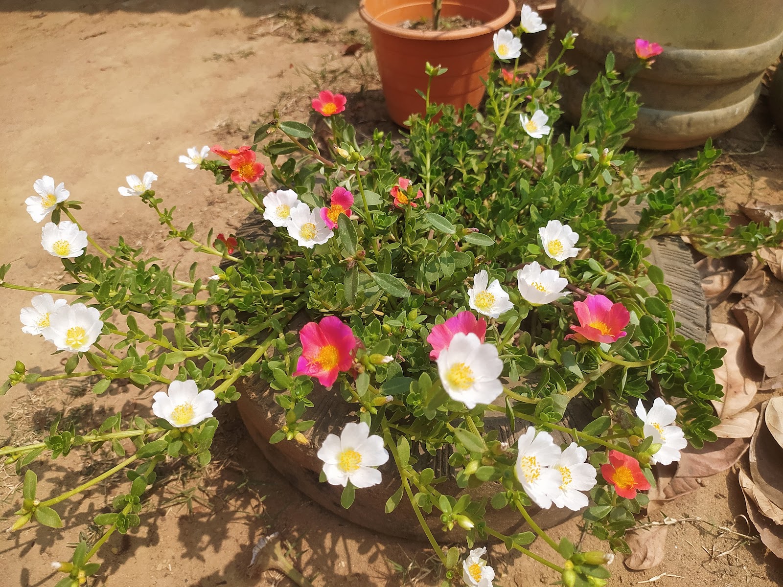 Shubhradip Sarkar's house photo 1