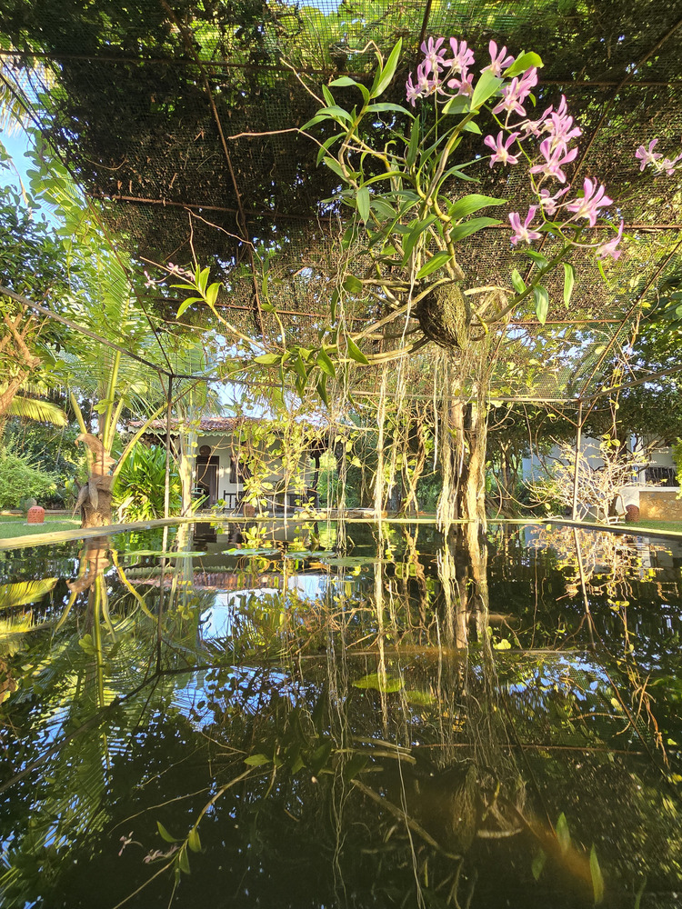 Ginger Harmony Guesthouse and Cafe Tangalle — 4