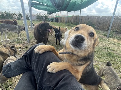 מקום בטבע- פנסיון ייחודי לכלבים